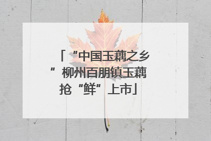 “中国玉藕之乡”柳州百朋镇玉藕抢“鲜”上市