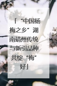 “中国杨梅之乡”湖南靖州传统与新引品种共绽“梅”好