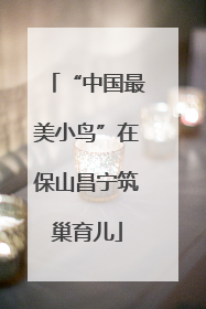 “中国最美小鸟”在保山昌宁筑巢育儿