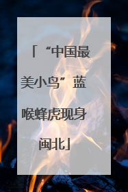 “中国最美小鸟”蓝喉蜂虎现身闽北