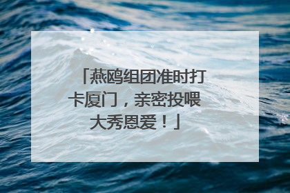 燕鸥组团准时打卡厦门，亲密投喂大秀恩爱！