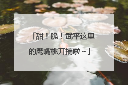 甜！脆！武平这里的鹰嘴桃开摘啦～