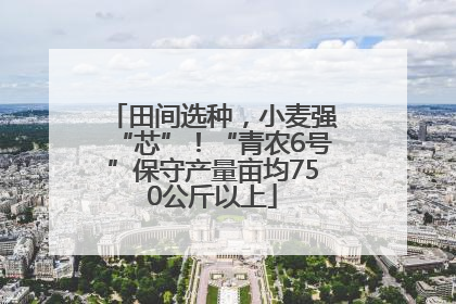 田间选种，小麦强“芯”！“青农6号”保守产量亩均750公斤以上