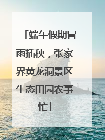 端午假期冒雨插秧，张家界黄龙洞景区生态田园农事忙