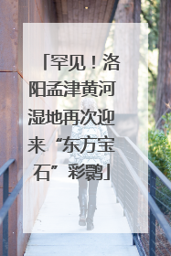 罕见！洛阳孟津黄河湿地再次迎来“东方宝石”彩鹮