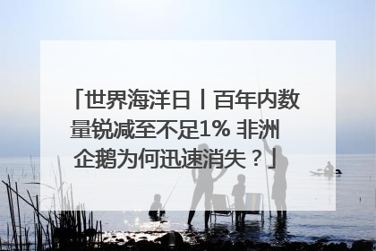 世界海洋日丨百年内数量锐减至不足1% 非洲企鹅为何迅速消失？