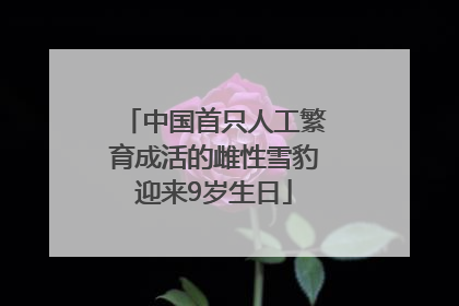 中国首只人工繁育成活的雌性雪豹迎来9岁生日