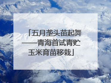 五月垄头苗起舞——青海首试青贮玉米育苗移栽