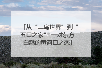 从“二鸟世界”到“五口之家” 一对东方白鹳的黄河口之恋