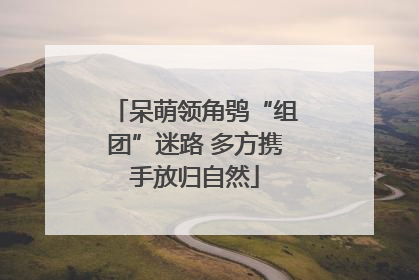呆萌领角鸮“组团”迷路 多方携手放归自然