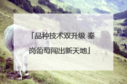 品种技术双升级 秦岗葡萄闯出新天地
