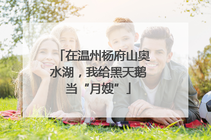 在温州杨府山奥水湖，我给黑天鹅当“月嫂”