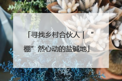 寻找乡村合伙人｜“棚”然心动的盐碱地