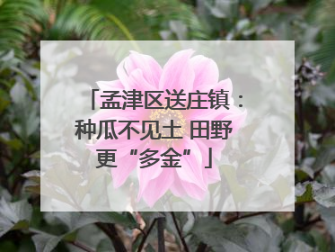 孟津区送庄镇：种瓜不见土 田野更“多金”