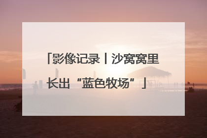 影像记录丨沙窝窝里长出“蓝色牧场”