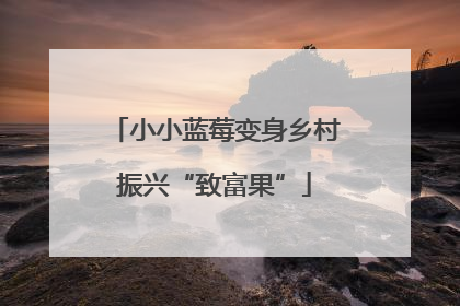 小小蓝莓变身乡村振兴“致富果”