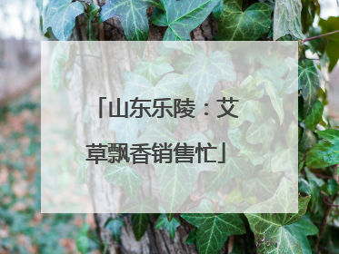 山东乐陵：艾草飘香销售忙
