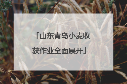 山东青岛小麦收获作业全面展开