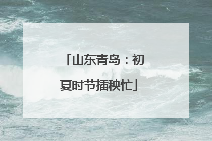 山东青岛：初夏时节插秧忙