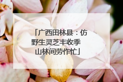 广西田林县：仿野生灵芝丰收季 山林间劳作忙