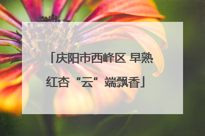 庆阳市西峰区 早熟红杏“云”端飘香