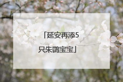 延安再添5只朱鹮宝宝