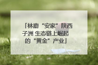林麝“安家”陕西子洲 生态链上崛起的“黄金”产业