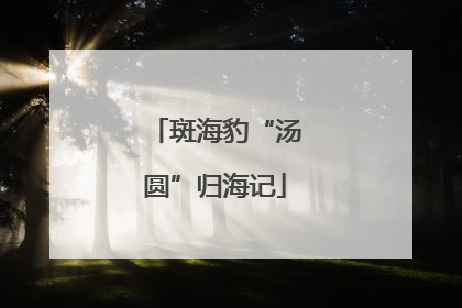 斑海豹“汤圆”归海记