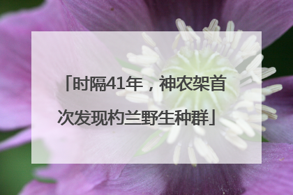 时隔41年，神农架首次发现杓兰野生种群