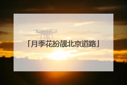 月季花扮靓北京道路