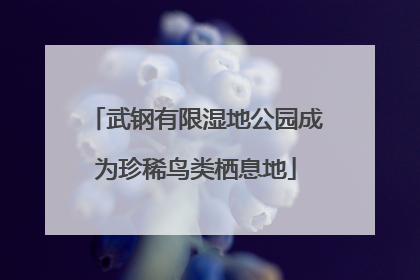 武钢有限湿地公园成为珍稀鸟类栖息地