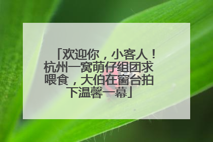 欢迎你，小客人！杭州一窝萌仔组团求喂食，大伯在窗台拍下温馨一幕