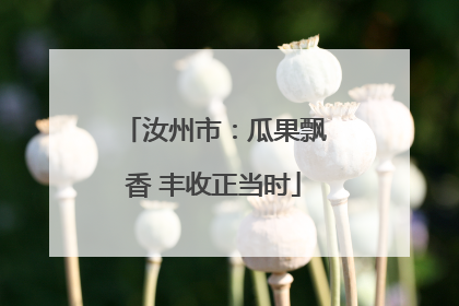 汝州市：瓜果飘香 丰收正当时