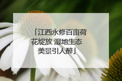 江西永修百亩荷花绽放 湿地生态美景引人醉
