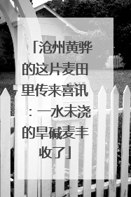 沧州黄骅的这片麦田里传来喜讯：一水未浇的旱碱麦丰收了