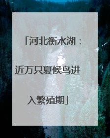河北衡水湖：近万只夏候鸟进入繁殖期