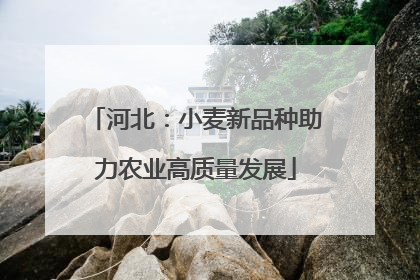 河北：小麦新品种助力农业高质量发展