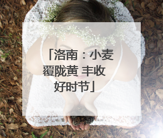 洛南：小麦覆陇黄 丰收好时节