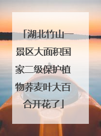 湖北竹山一景区大面积国家二级保护植物荞麦叶大百合开花了