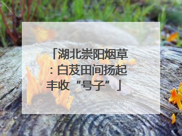 湖北崇阳烟草：白芨田间扬起丰收“号子”