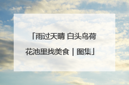 雨过天晴 白头鸟荷花池里找美食｜图集