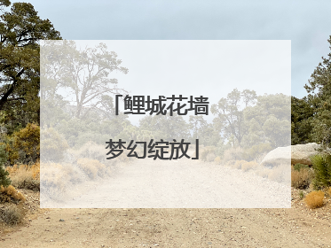 鲤城花墙 梦幻绽放