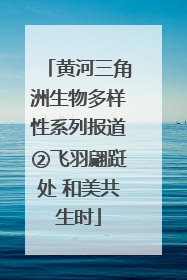 黄河三角洲生物多样性系列报道②飞羽翩跹处 和美共生时