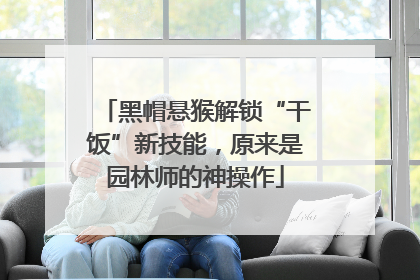 黑帽悬猴解锁“干饭”新技能，原来是园林师的神操作